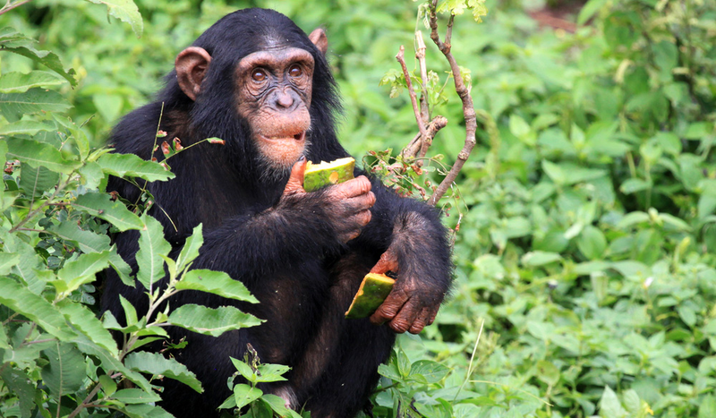 Los chimpancés, como los primeros homínidos, invierten mucho tiempo en masticar alimentos. Foto: SamDCruz / Shutterstock
